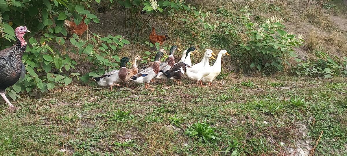Laufenten Schneckenenten 2