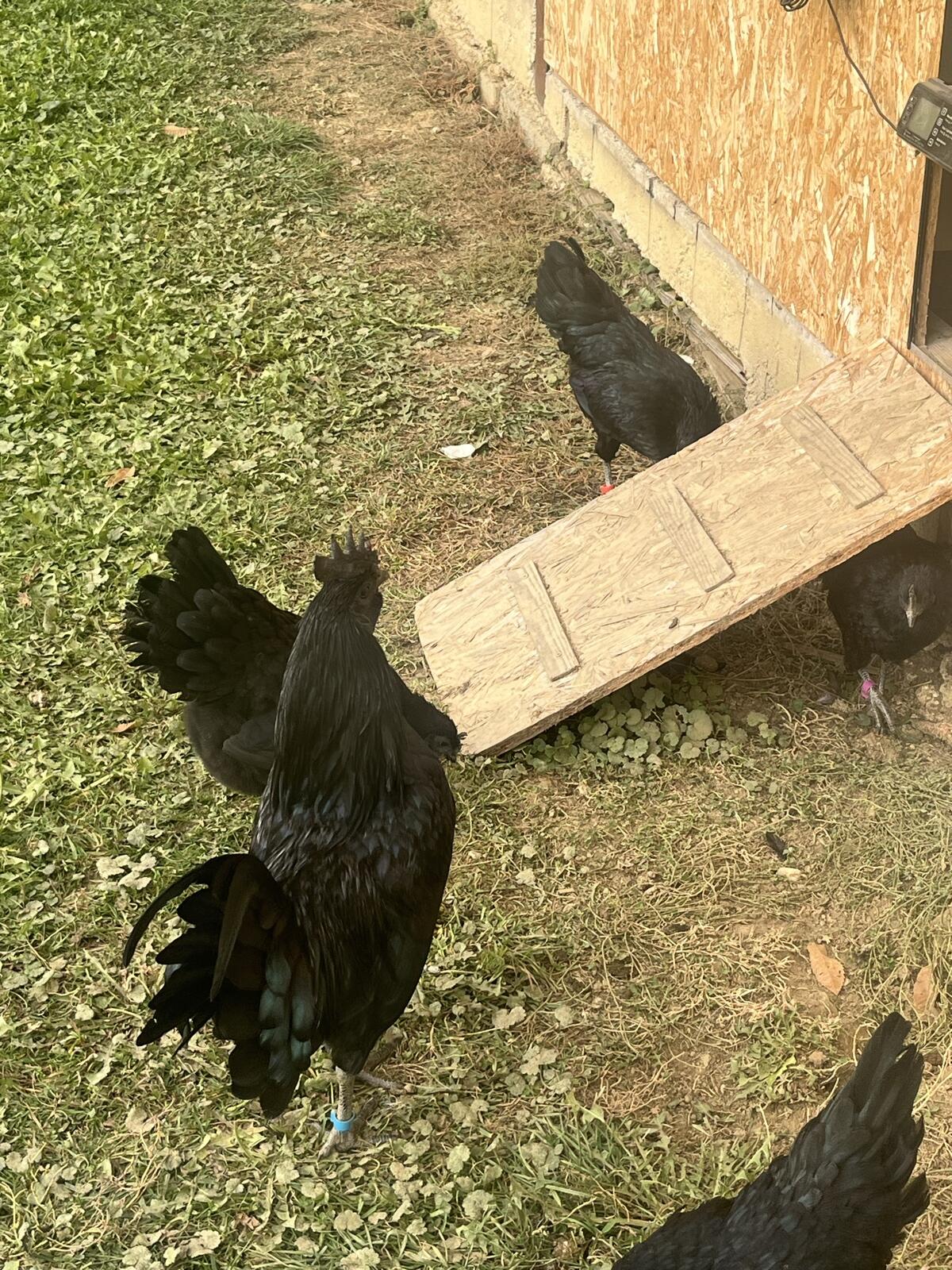 Ayam Cemani Bruteier 2
