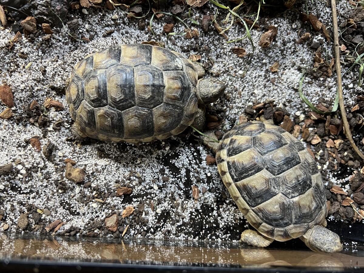 Schildkröten 1