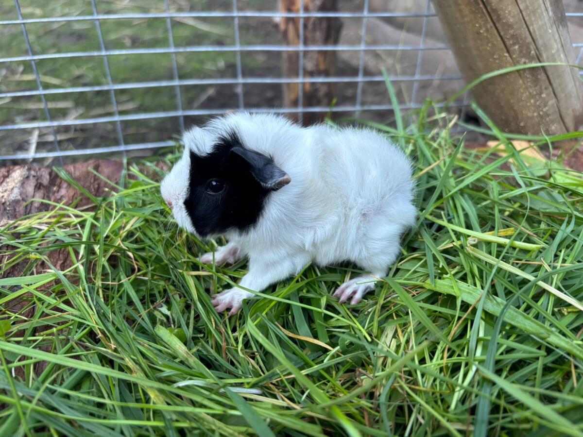 Meerschweinchen Weibchen 2
