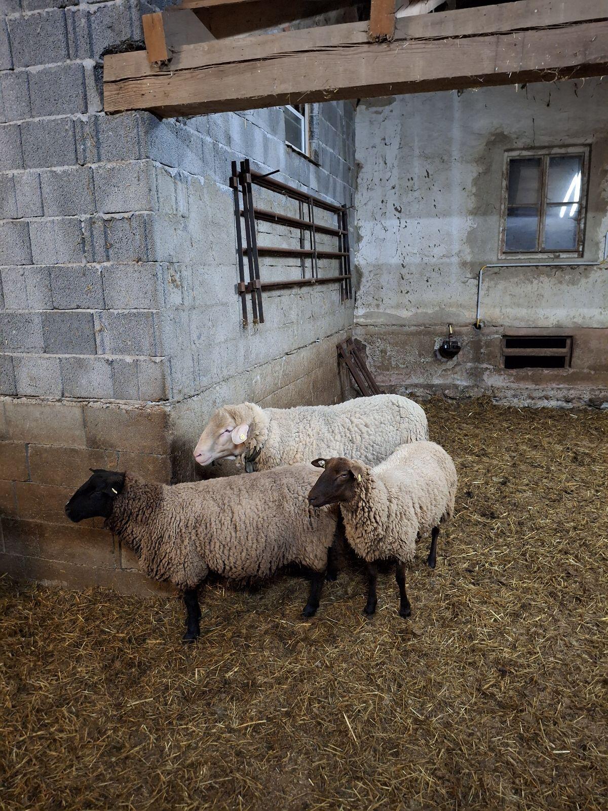Merino Widder 3