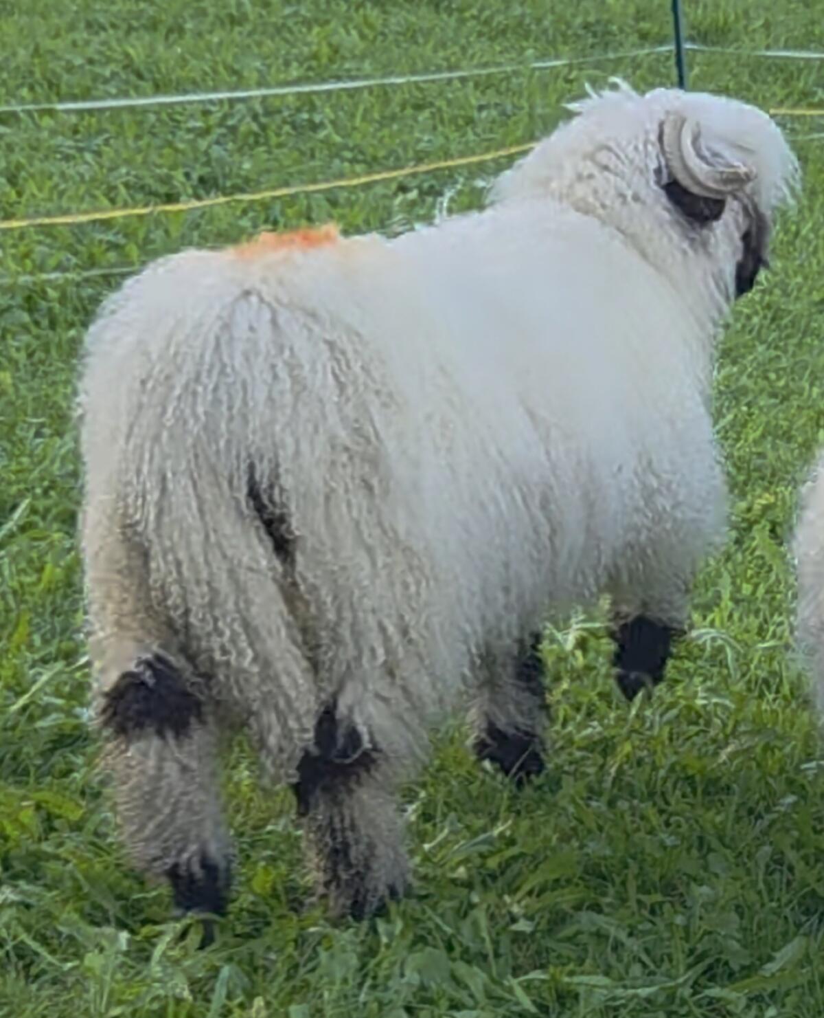 Walliser HB Aue zu vergeben 2
