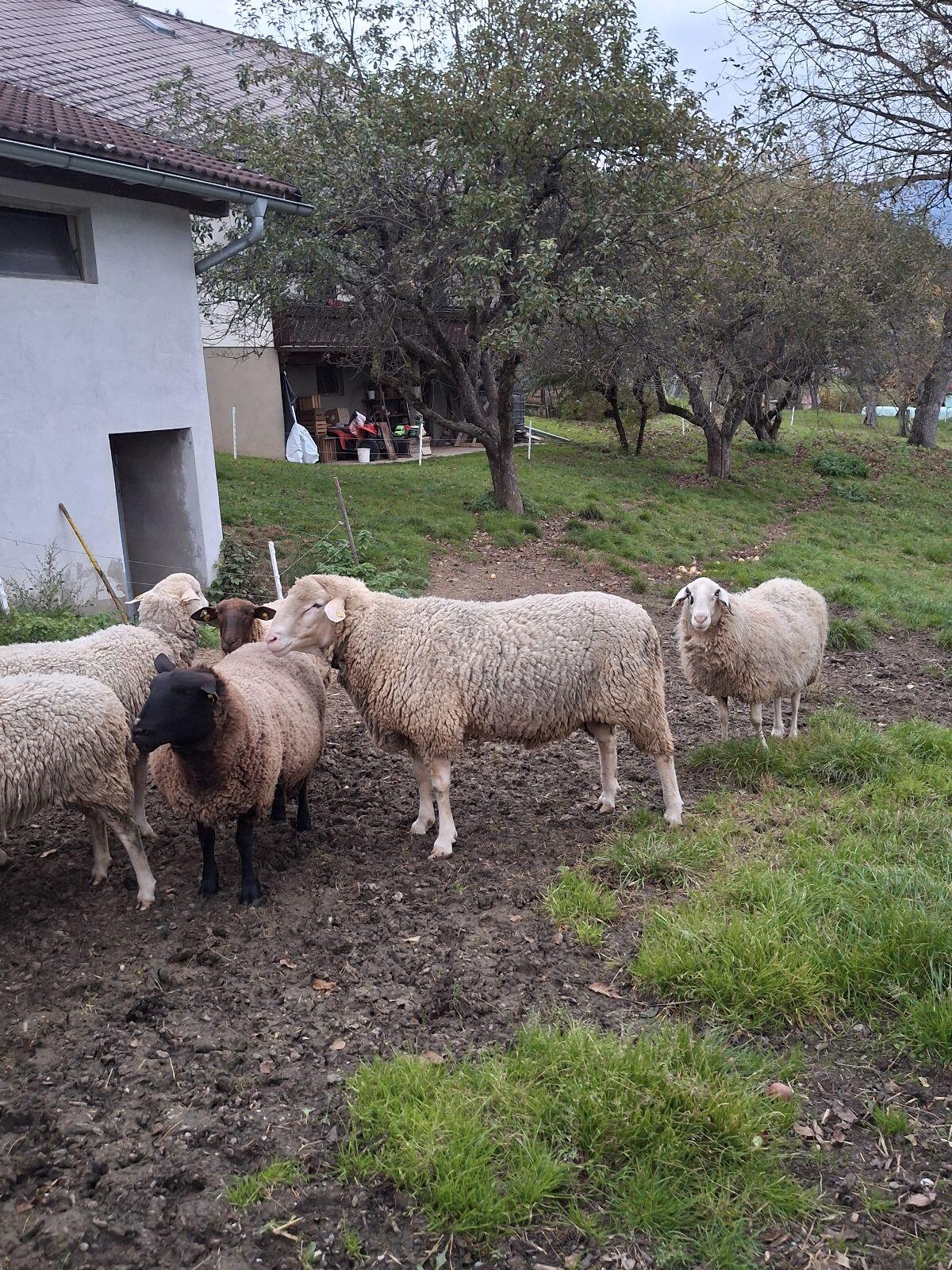 Merino Widder 1
