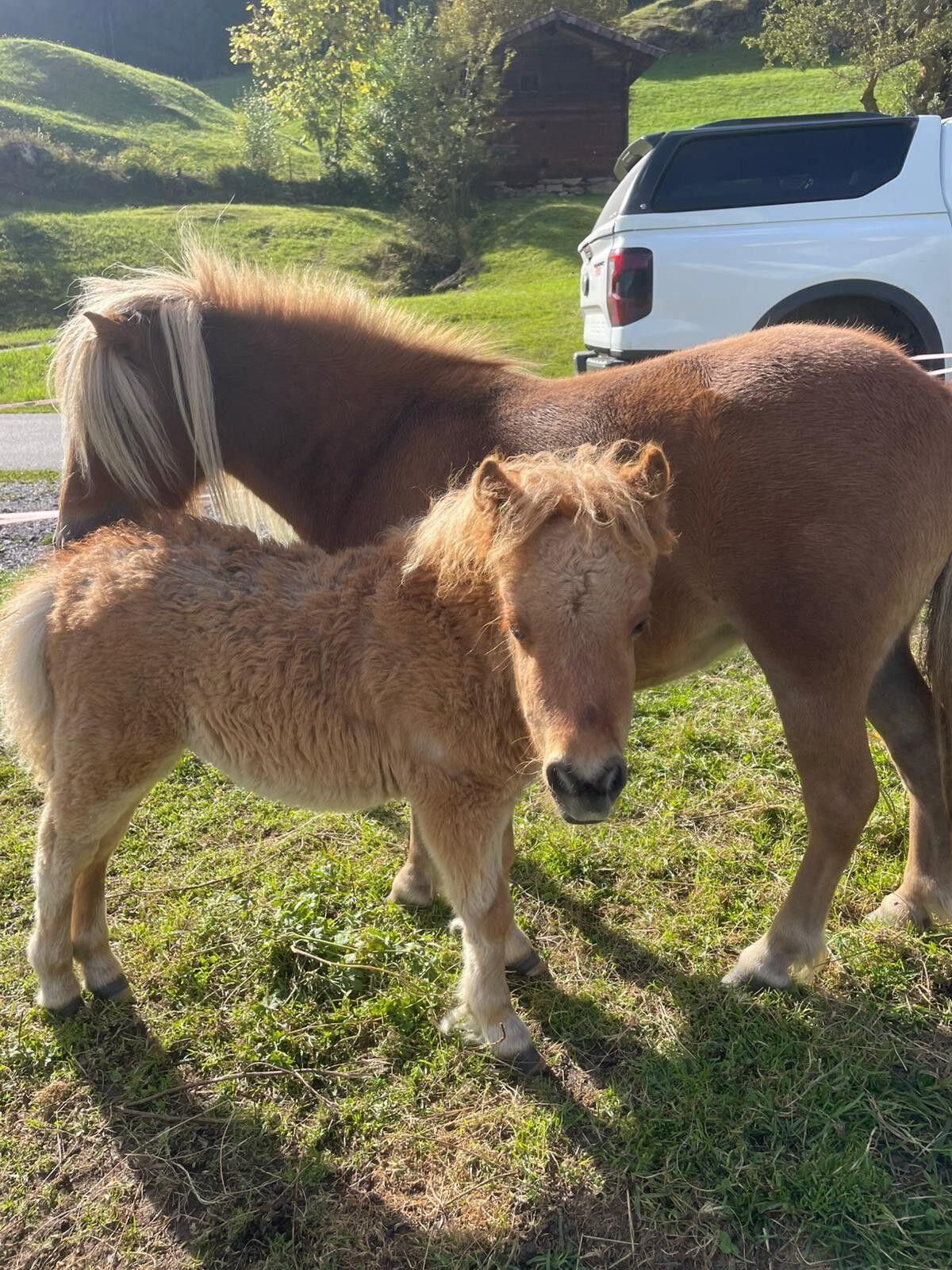 Pony zu verkaufen 2
