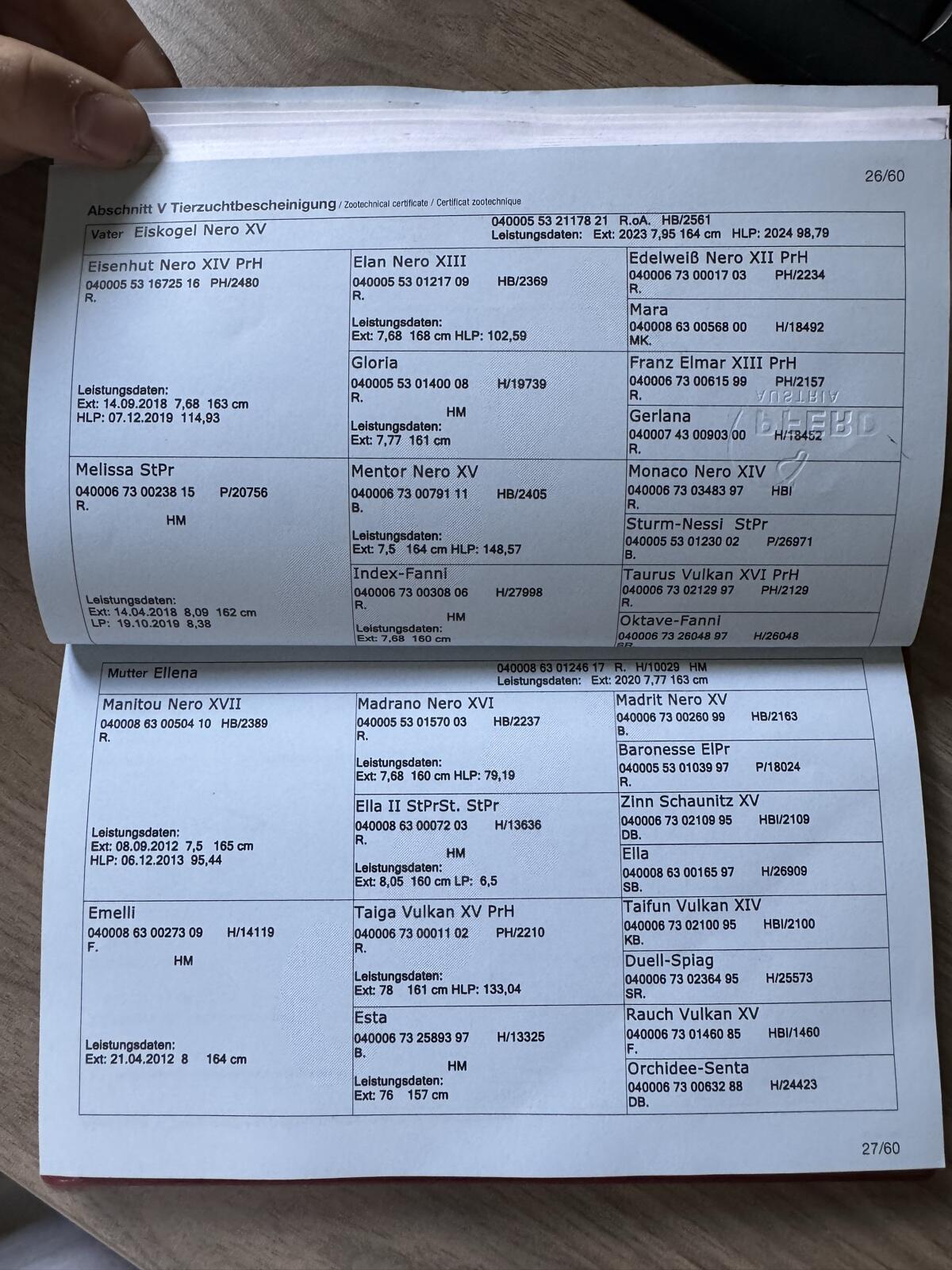 Norikerfohlen Estelle V. P. – edle Rappstute mit Spitzenabstammung 2