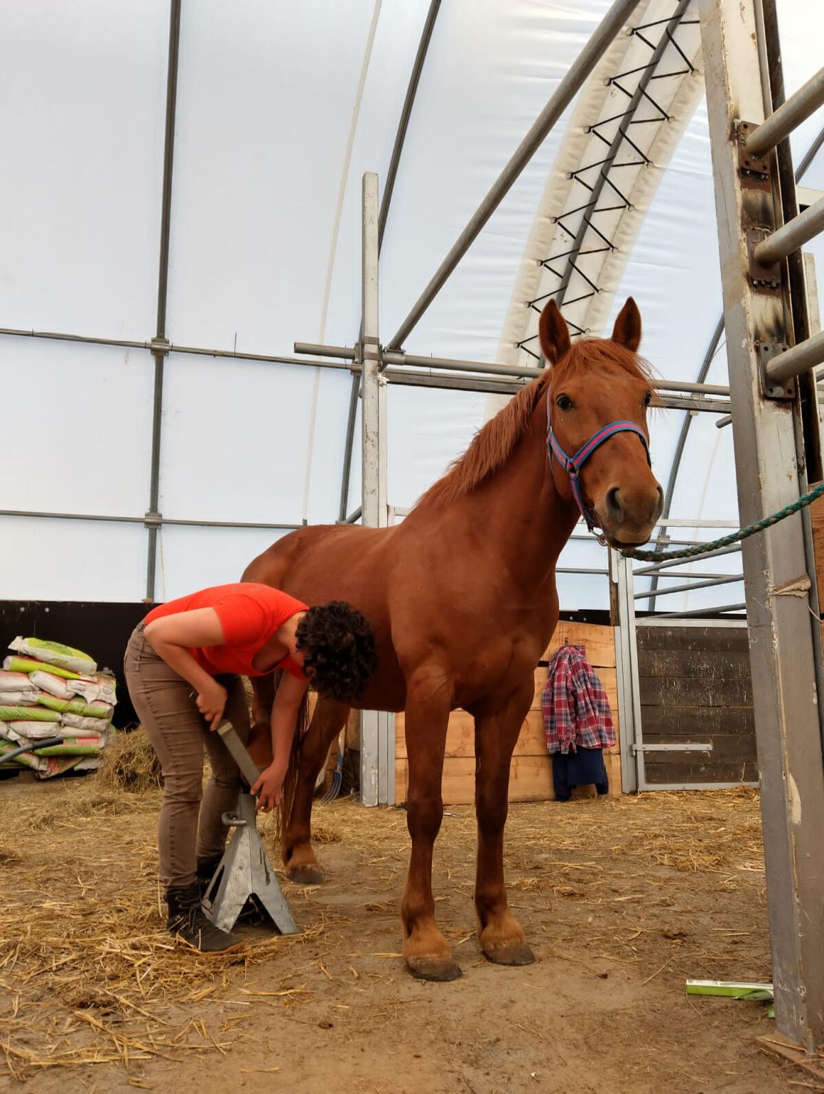 Sabrina, liebe Huzulenstute sucht neuen Wirkungskreis 2