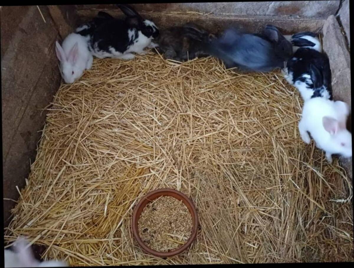 Fleischkaninchen, Haushasen 3