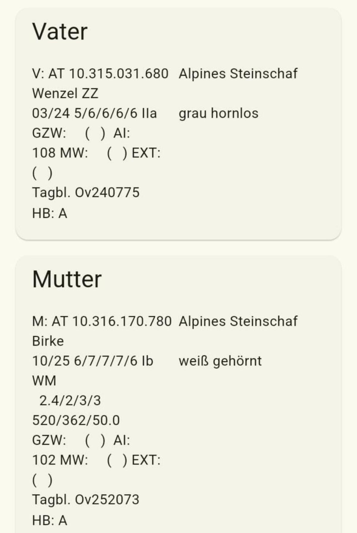 Gekörter Alpiner Steinschaf Widder 2