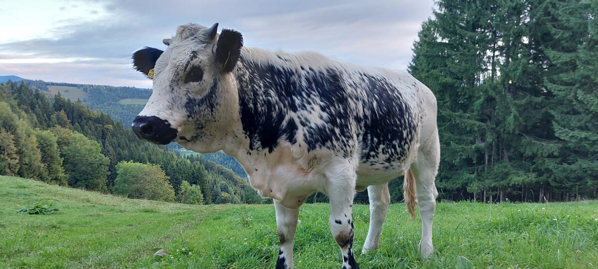 Pustertaler Sprinzen Kalbin BIO 2