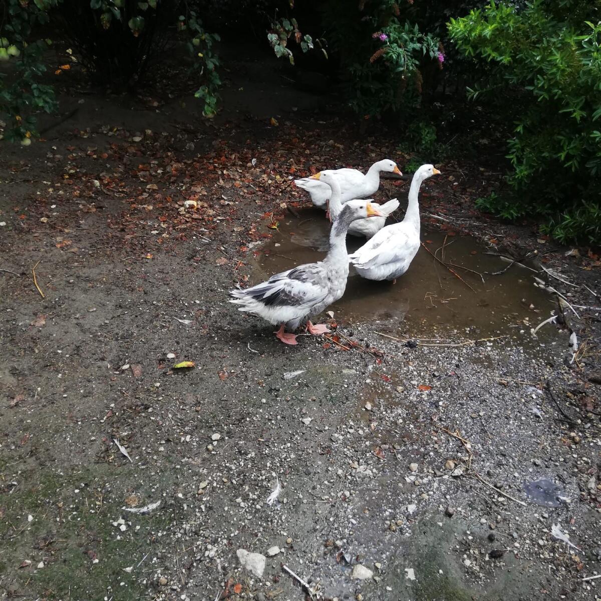 Gänse 2