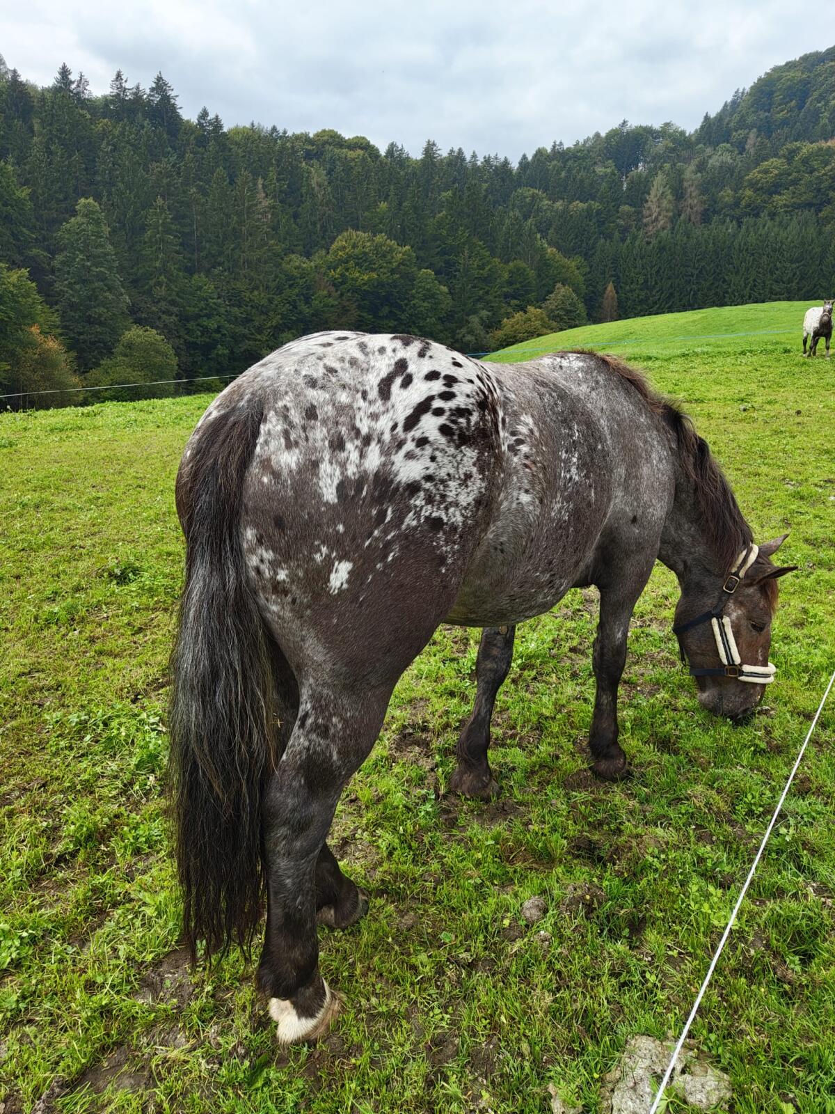 3-jährige Norikerstute zu verkaufen 1