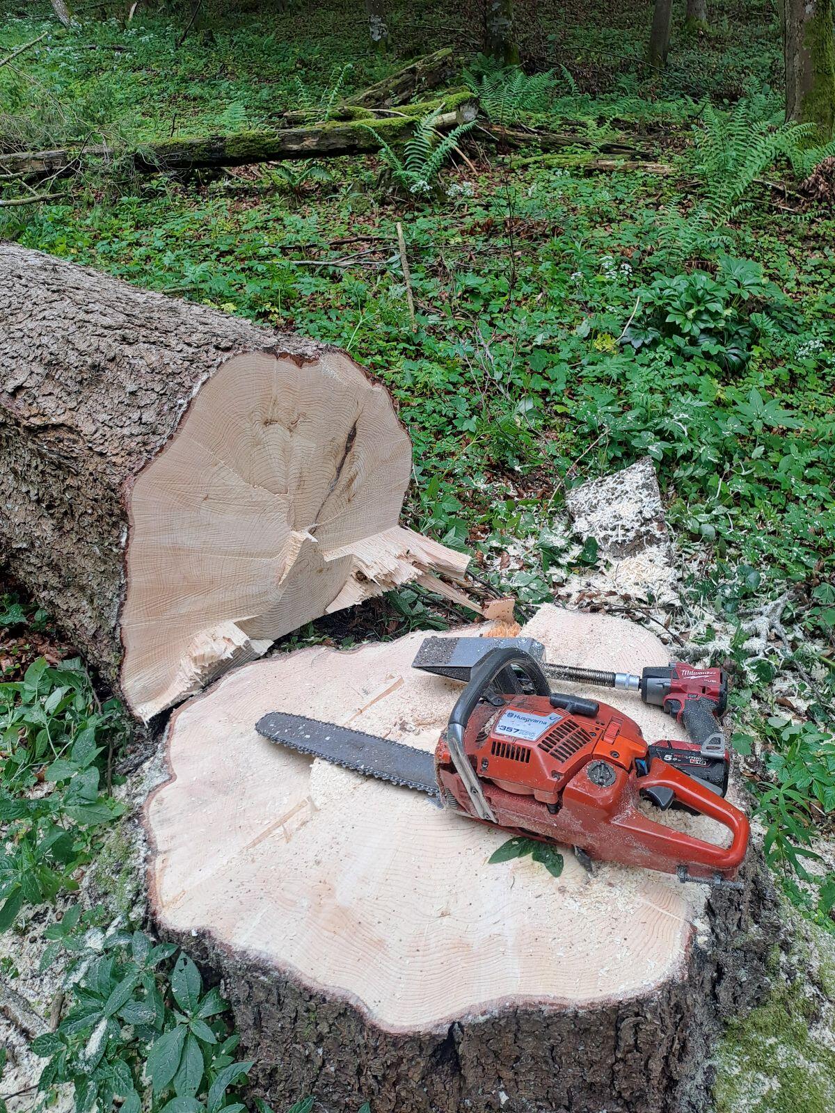 Holzschlägerung 1