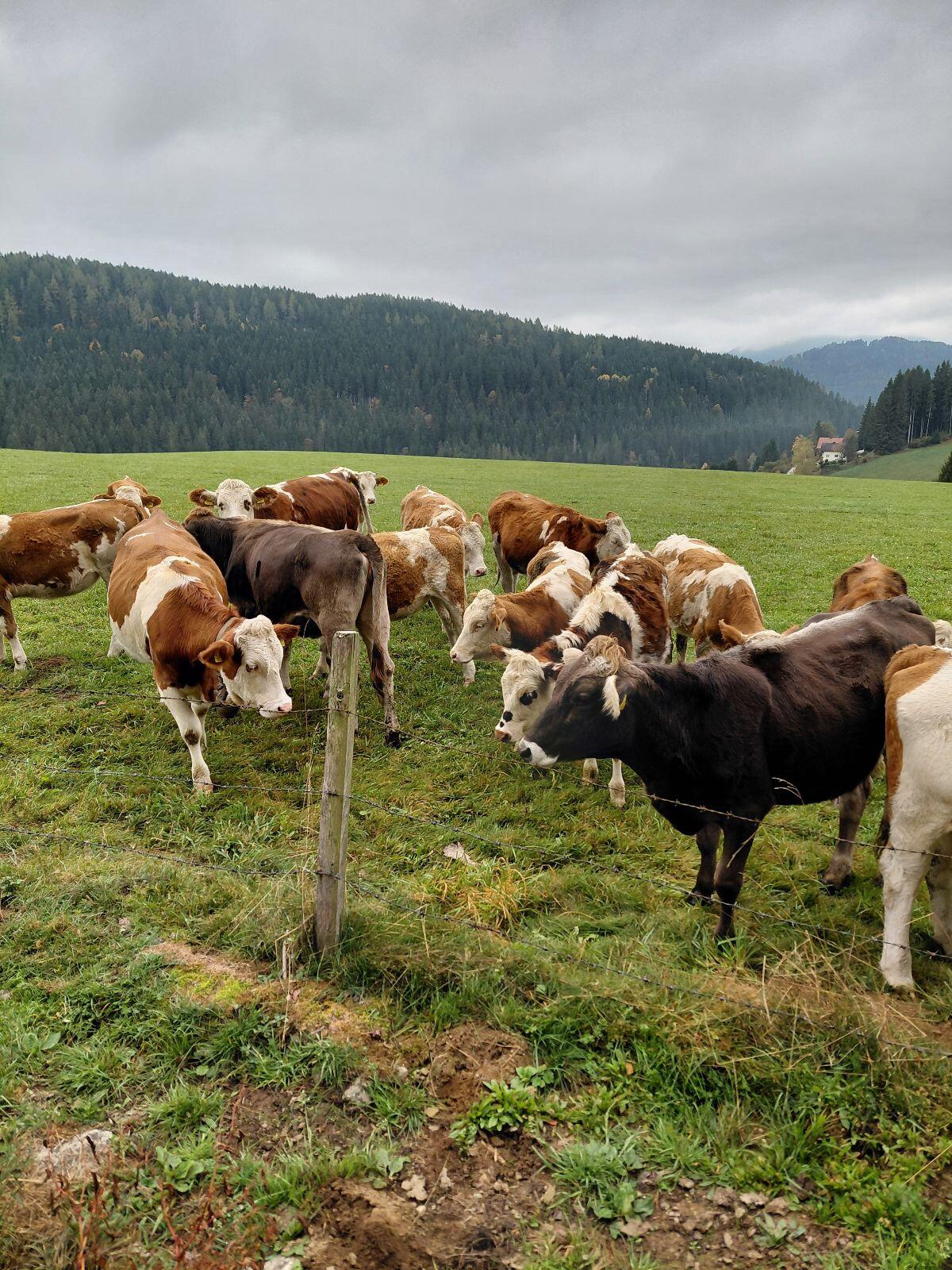 Bio Jungkalbinnen 2