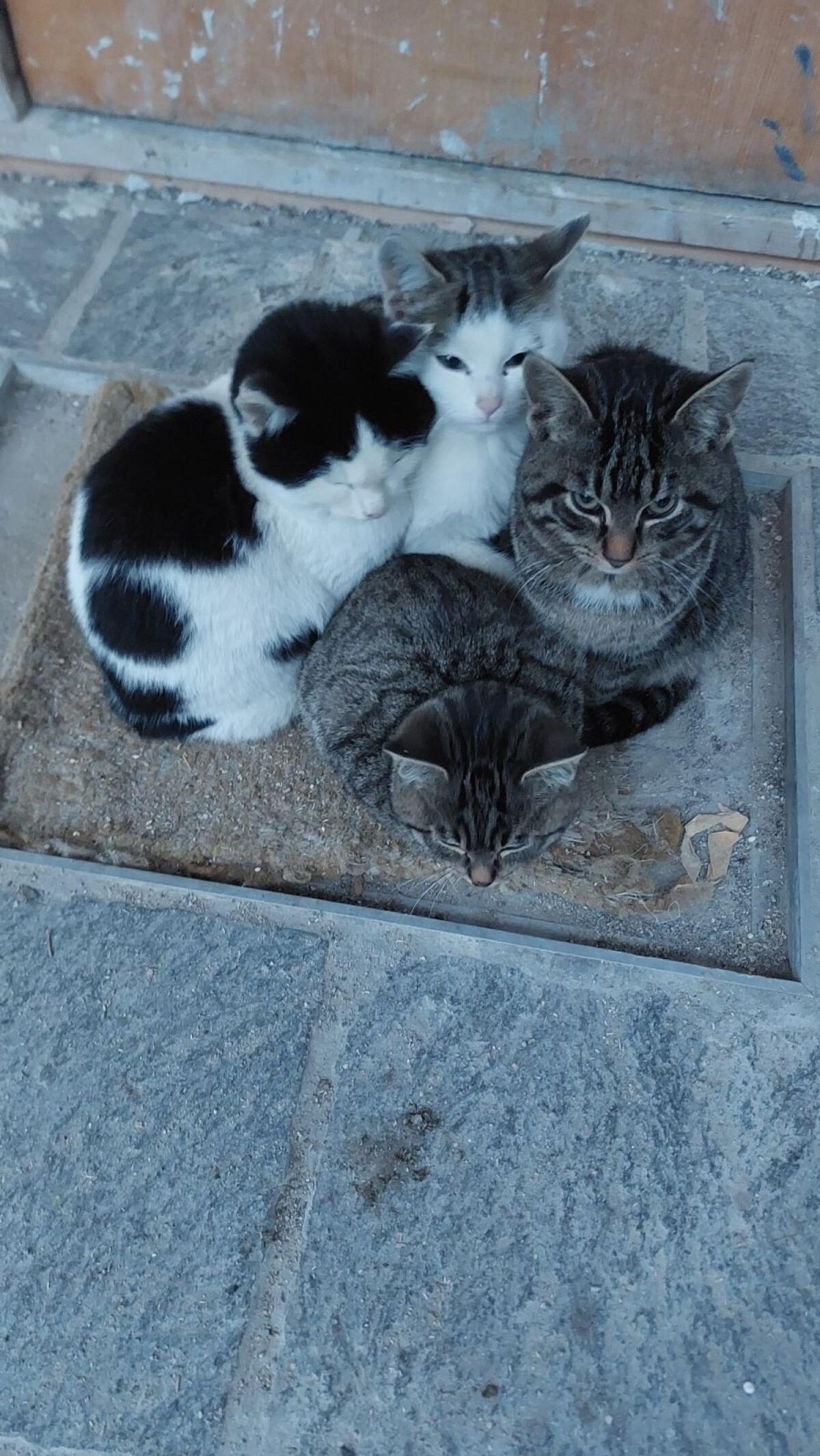 Kleine Katzen 2