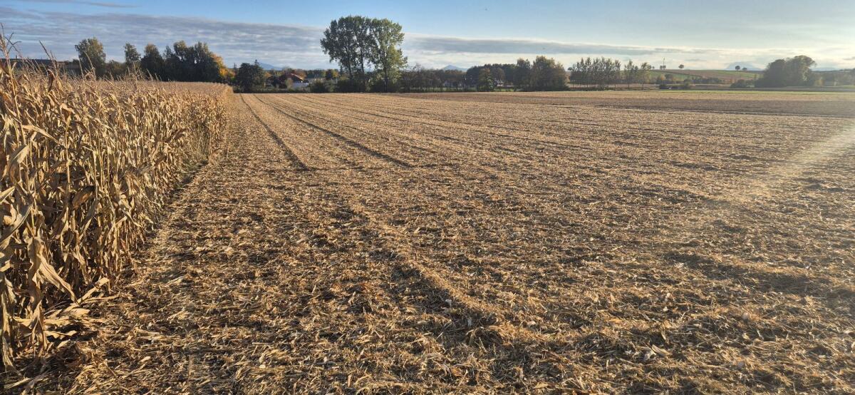 Verkaufe Ackerfläche KG Zendorf Nähe St. Pölten 2
