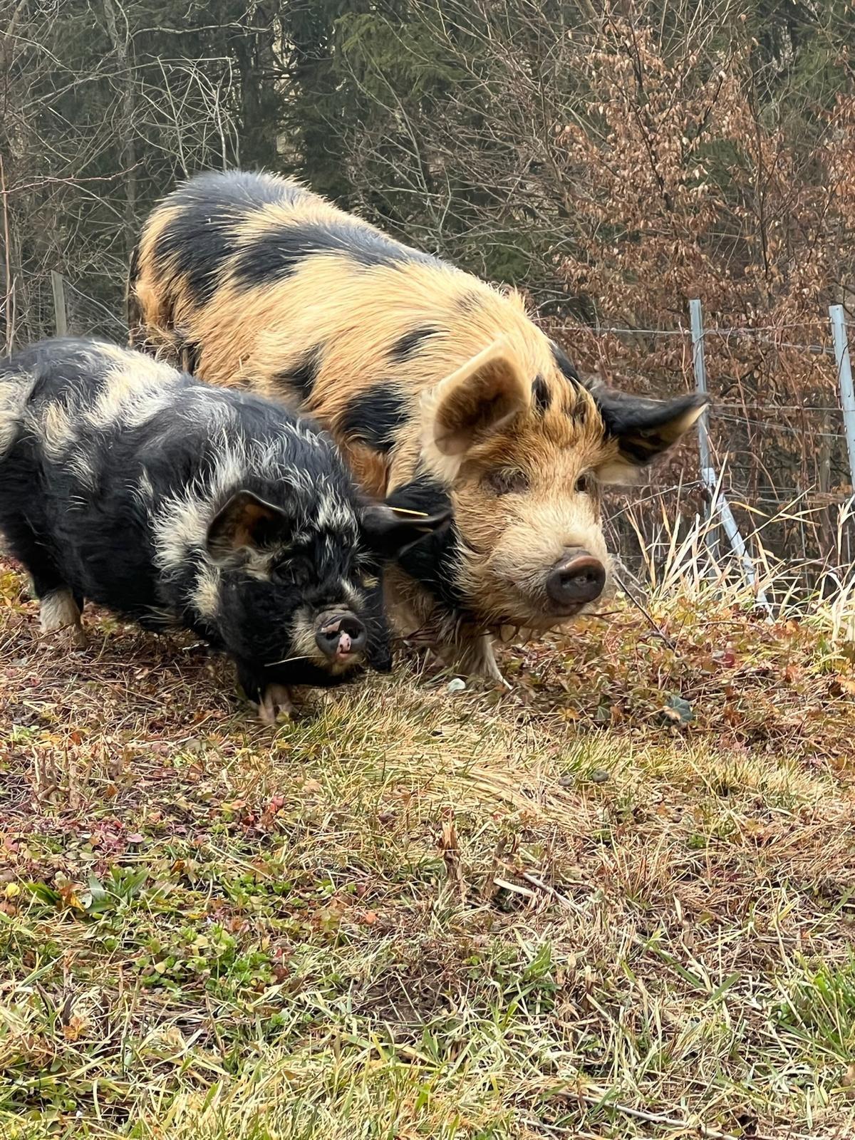 Kune Kune Zuchtpaar 1