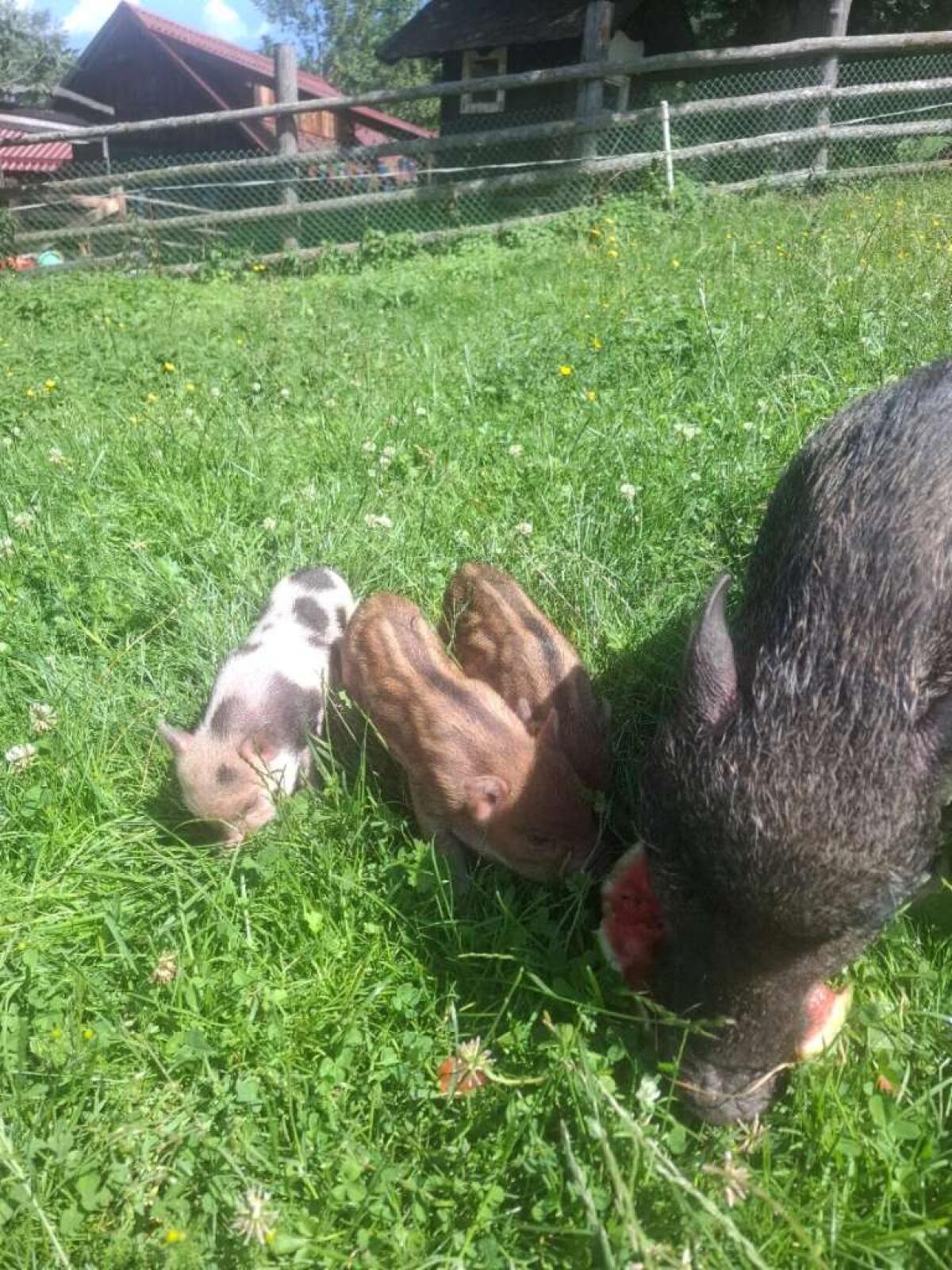 Minischwein-Ferkel männlich zu verkaufen 2