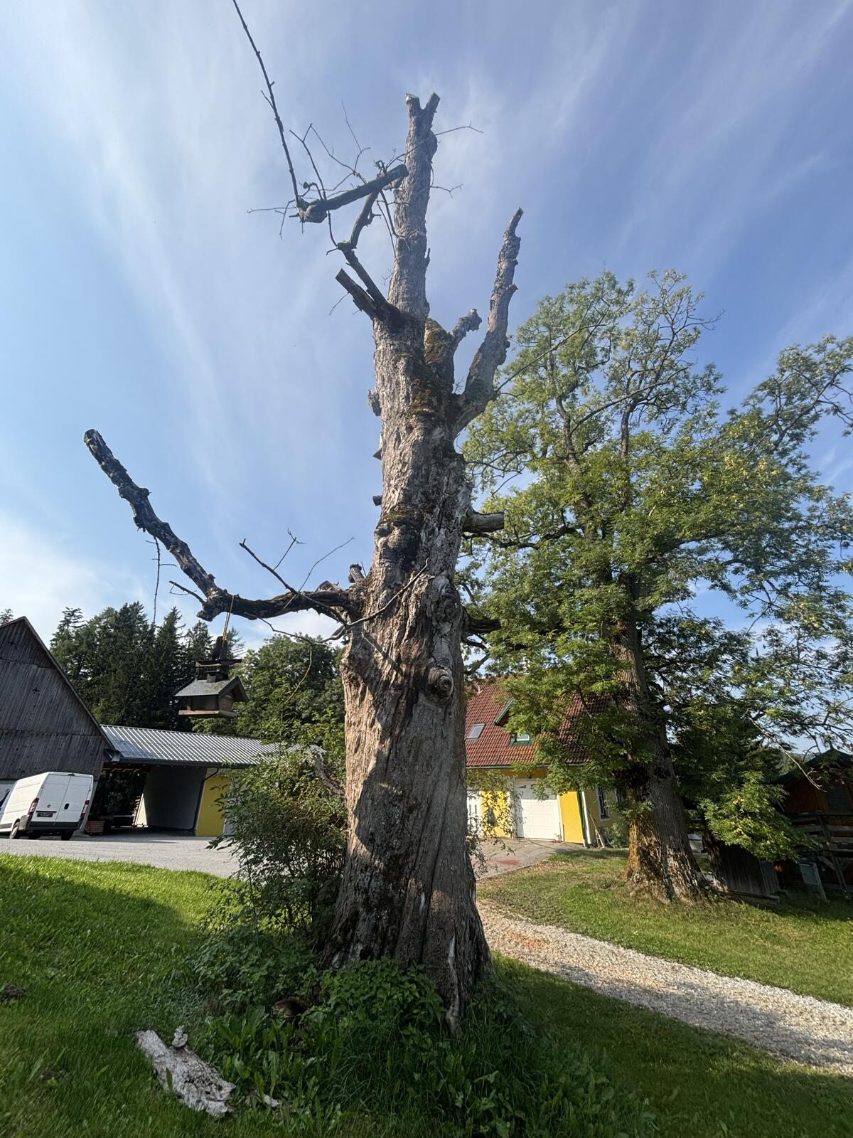 Bergahorn 2