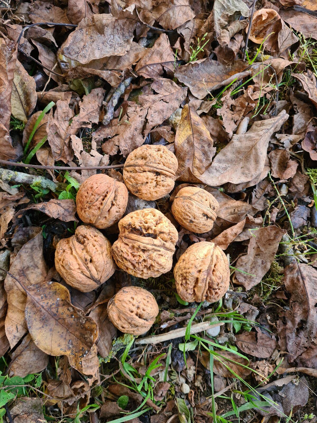 Walnüsse getrocknet 1