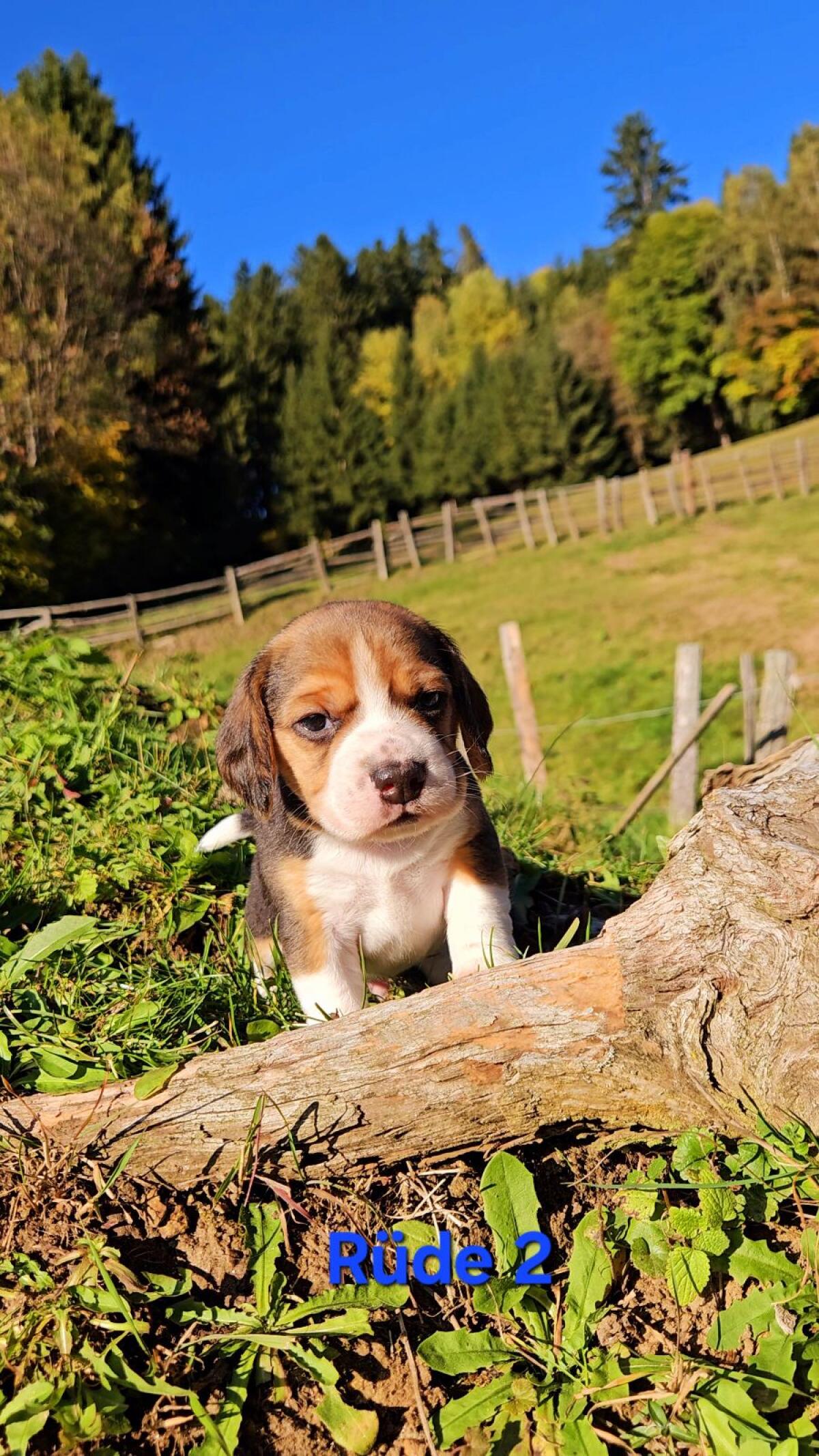 Beagle Welpen 3
