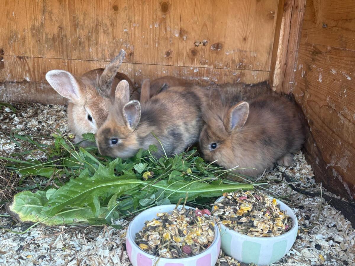 4 Stk. Löwenkopfkaninchen 1