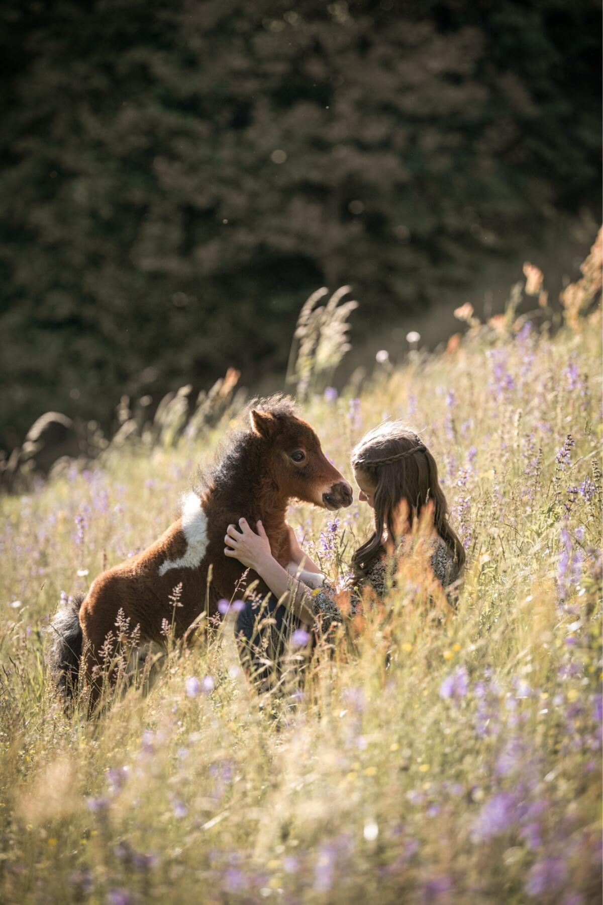 Siegerfohlen Minishetlandpony + Kumpel 2