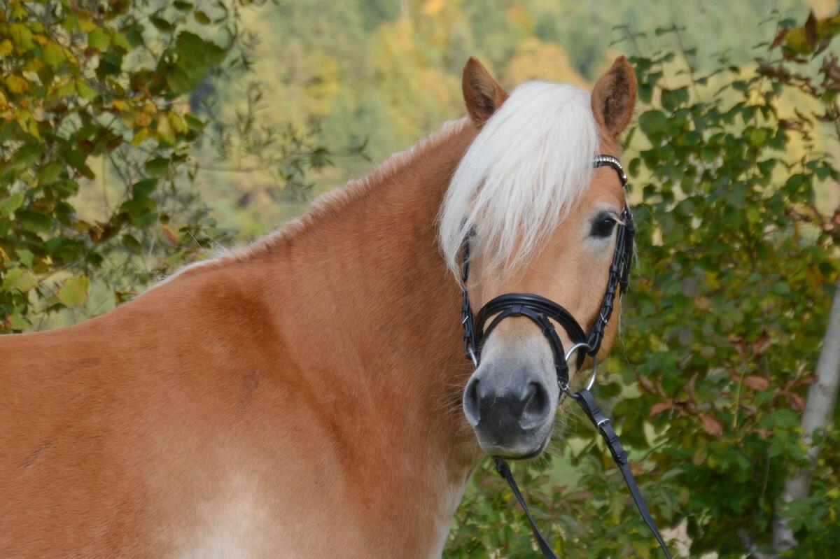 Haflinger-Wallach 1