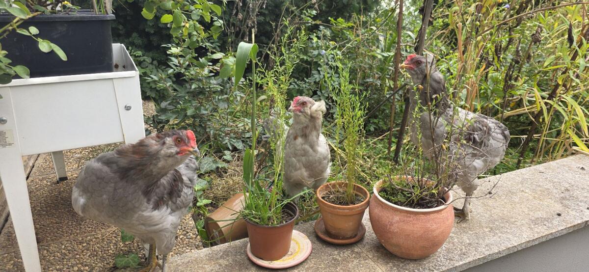 2 Araucana-Marans-Mixe Junghähne 1