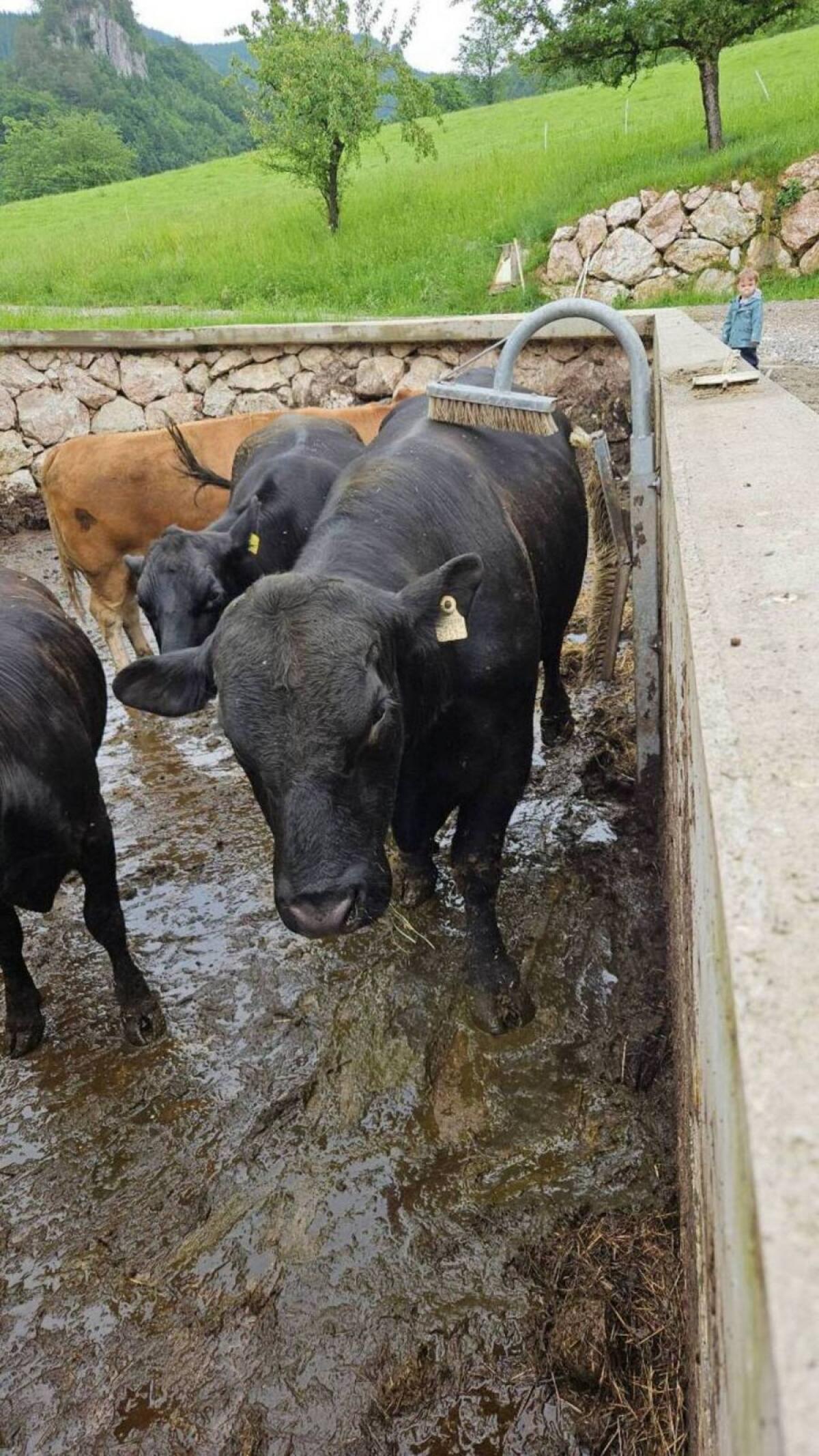 Bio Angus Stier 2