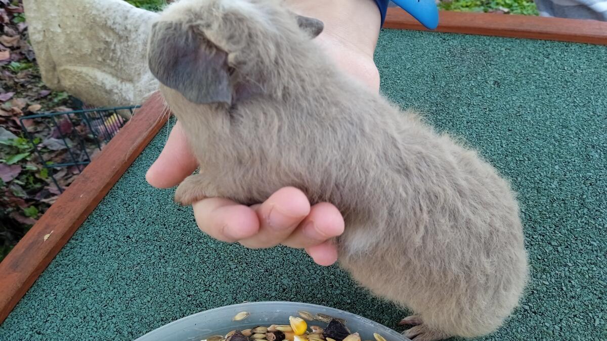 Süße bunte Meerschweinchenjungs 3