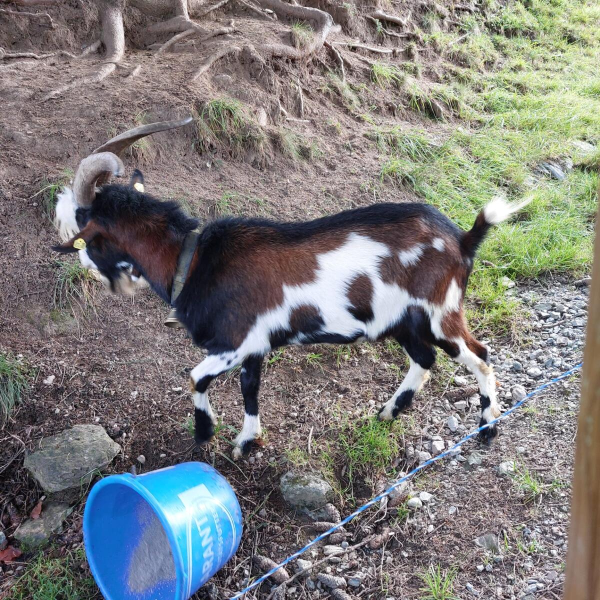 Hb Tauernschecken Bock 3