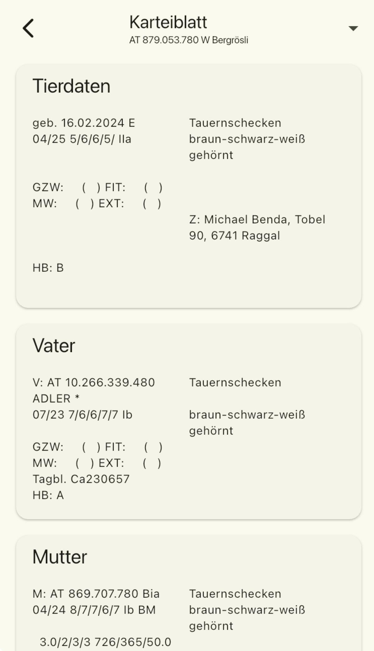 Trächtige HB Tauernschecken Ziegen 2