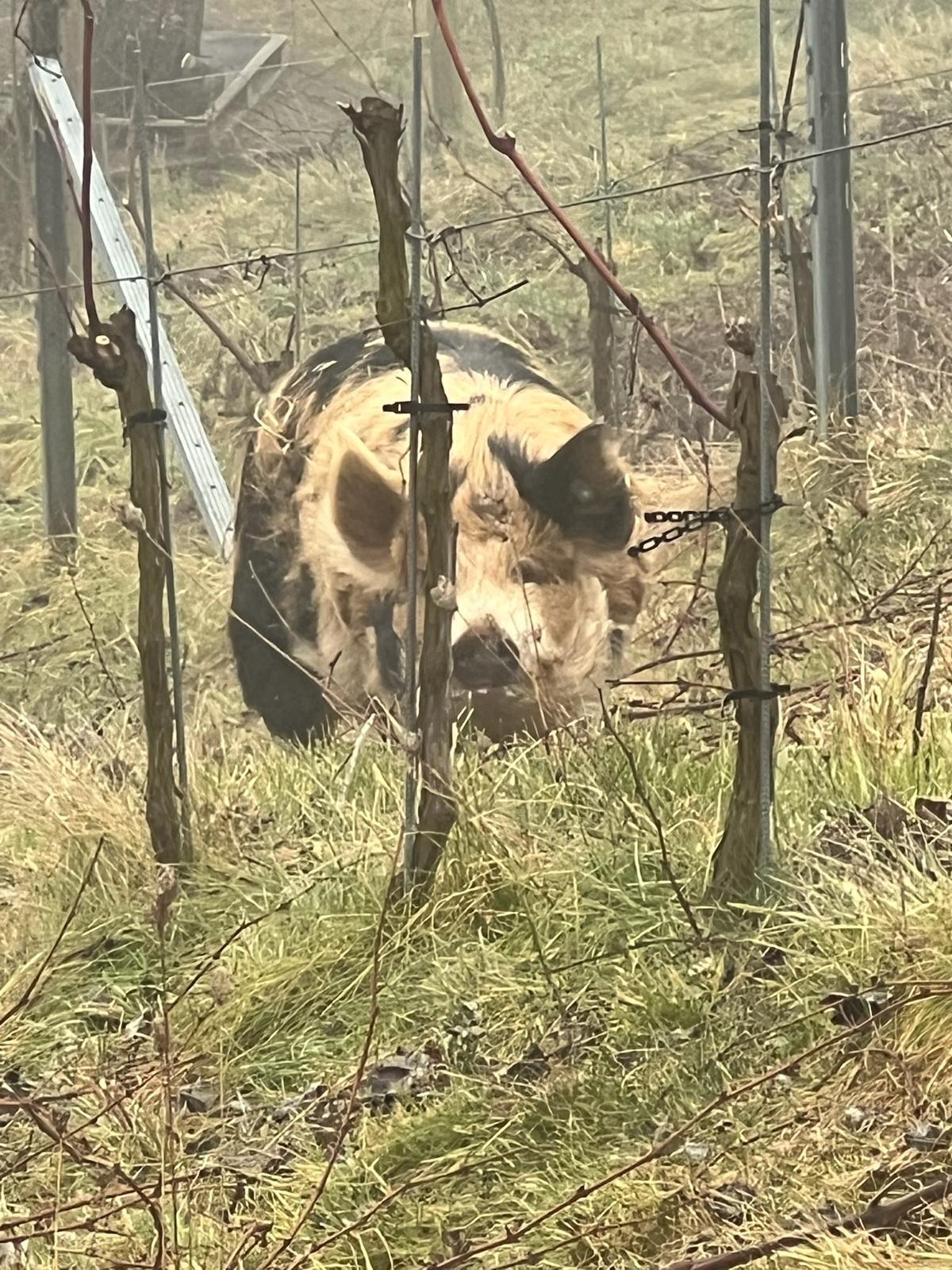 Kune Kune Zuchtpaar 2