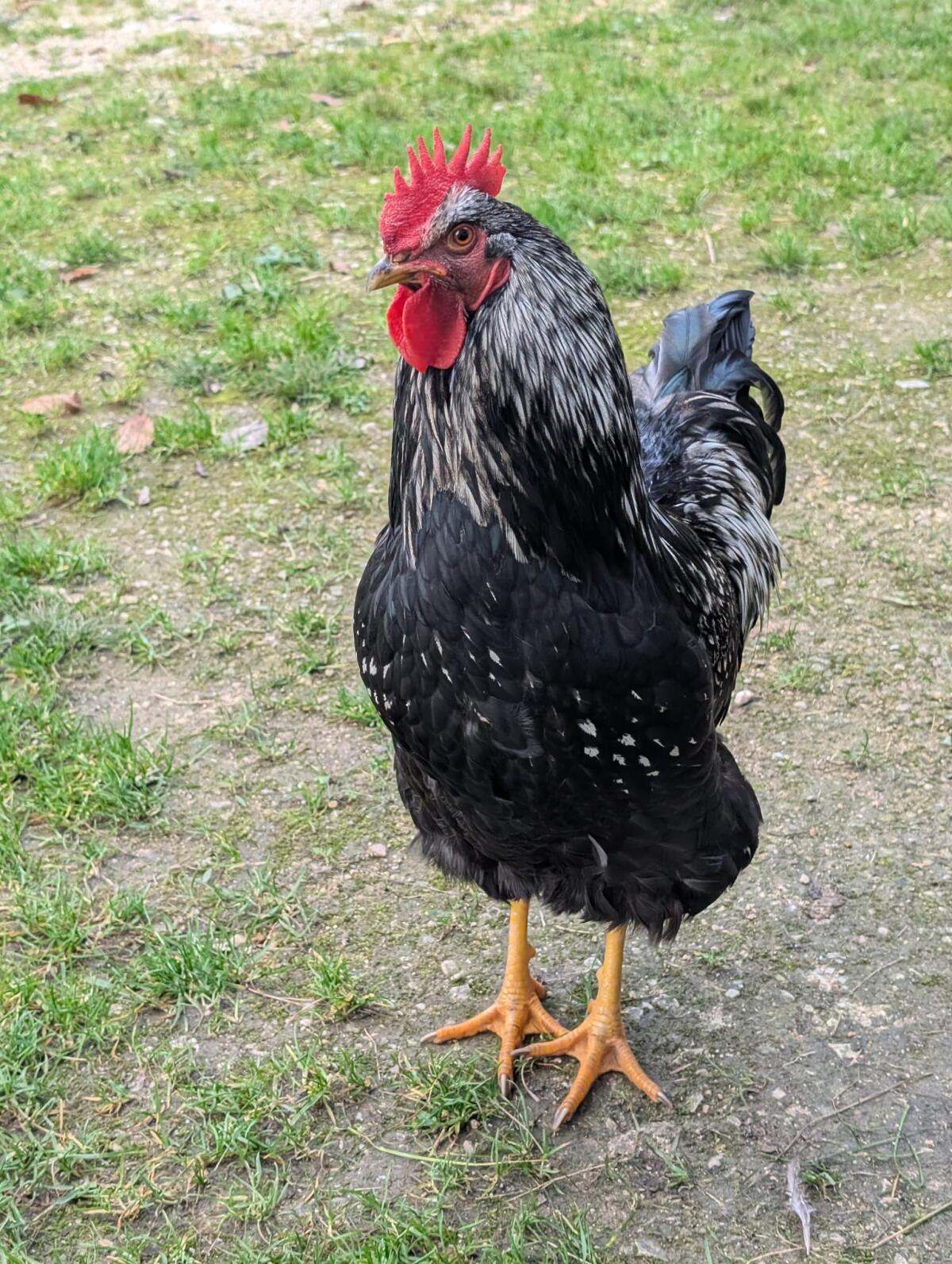 Hähne 2
