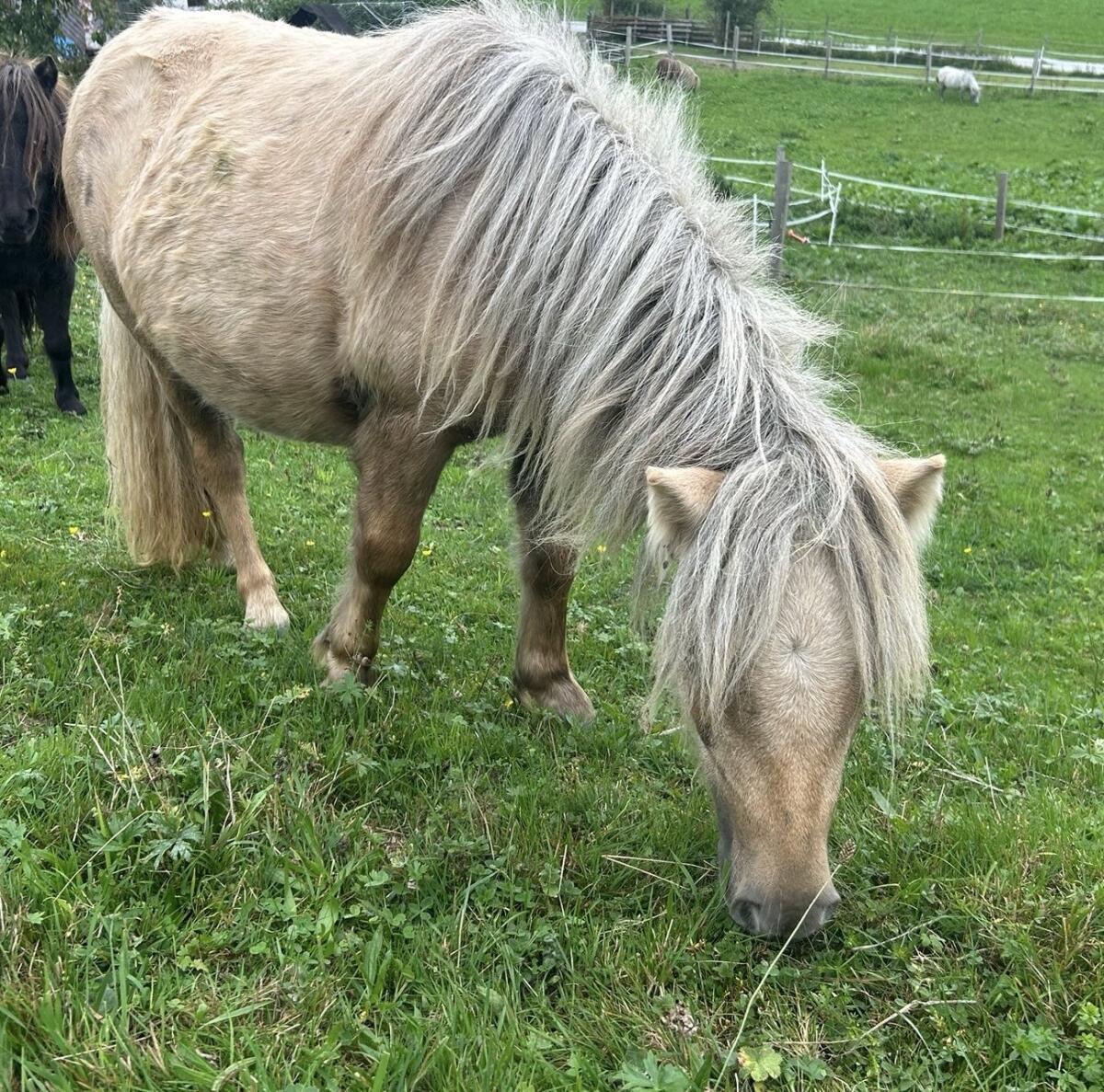 Pony Stute sucht neues Zuhause 2
