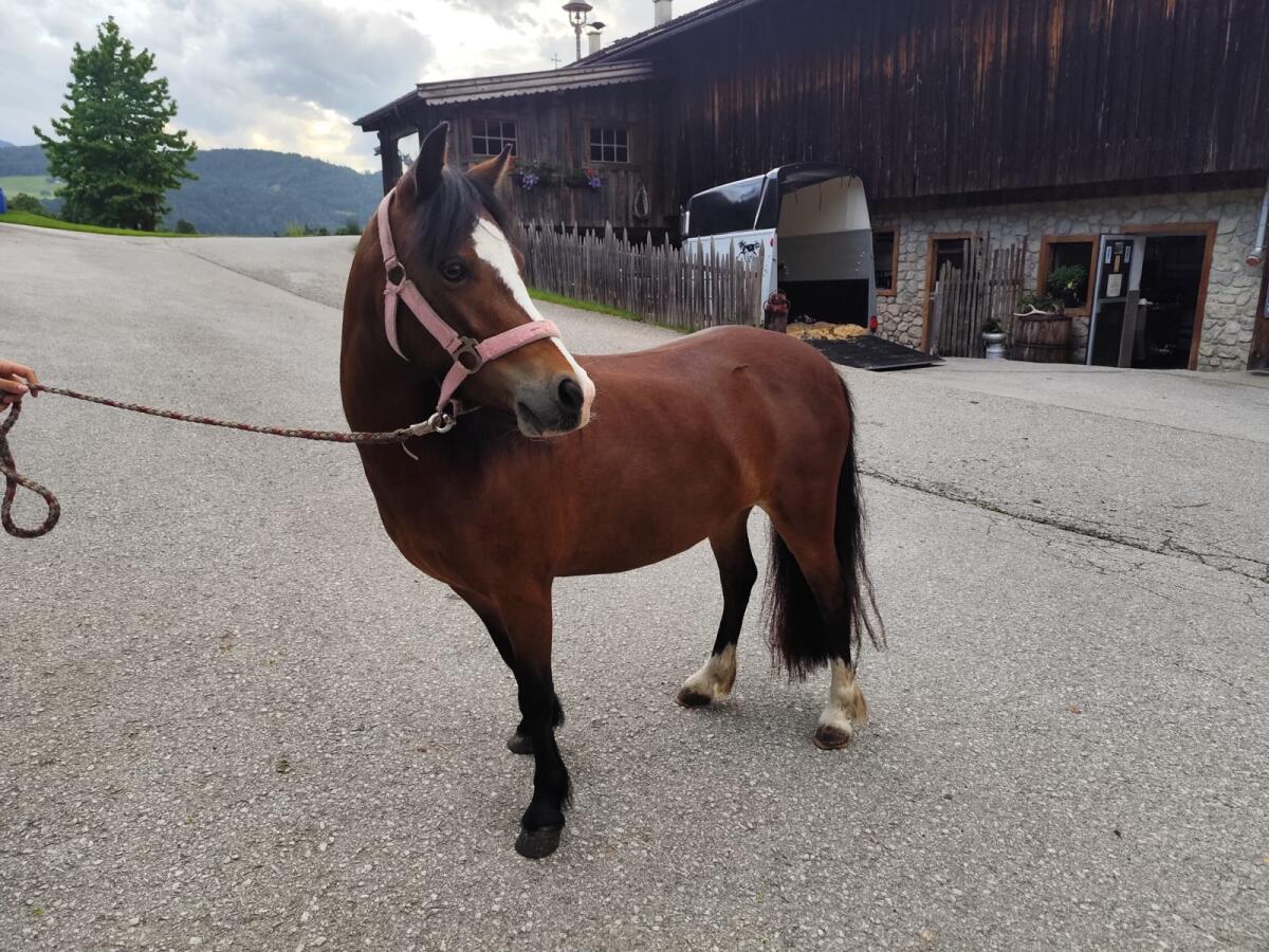 Verkaufe liebes Welsh A Pony 3