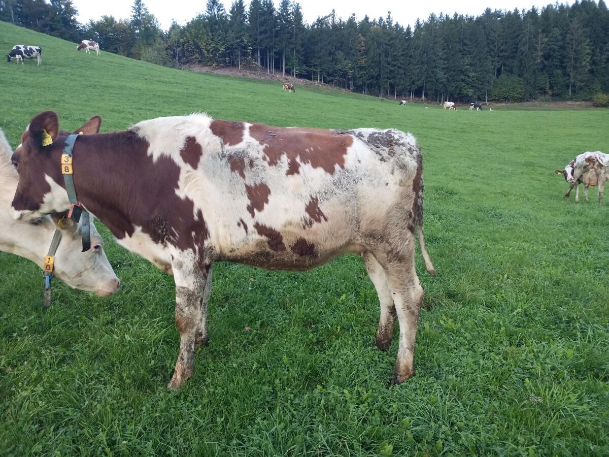 Bio Holstein Zuchtkalbinnen hornlos 3