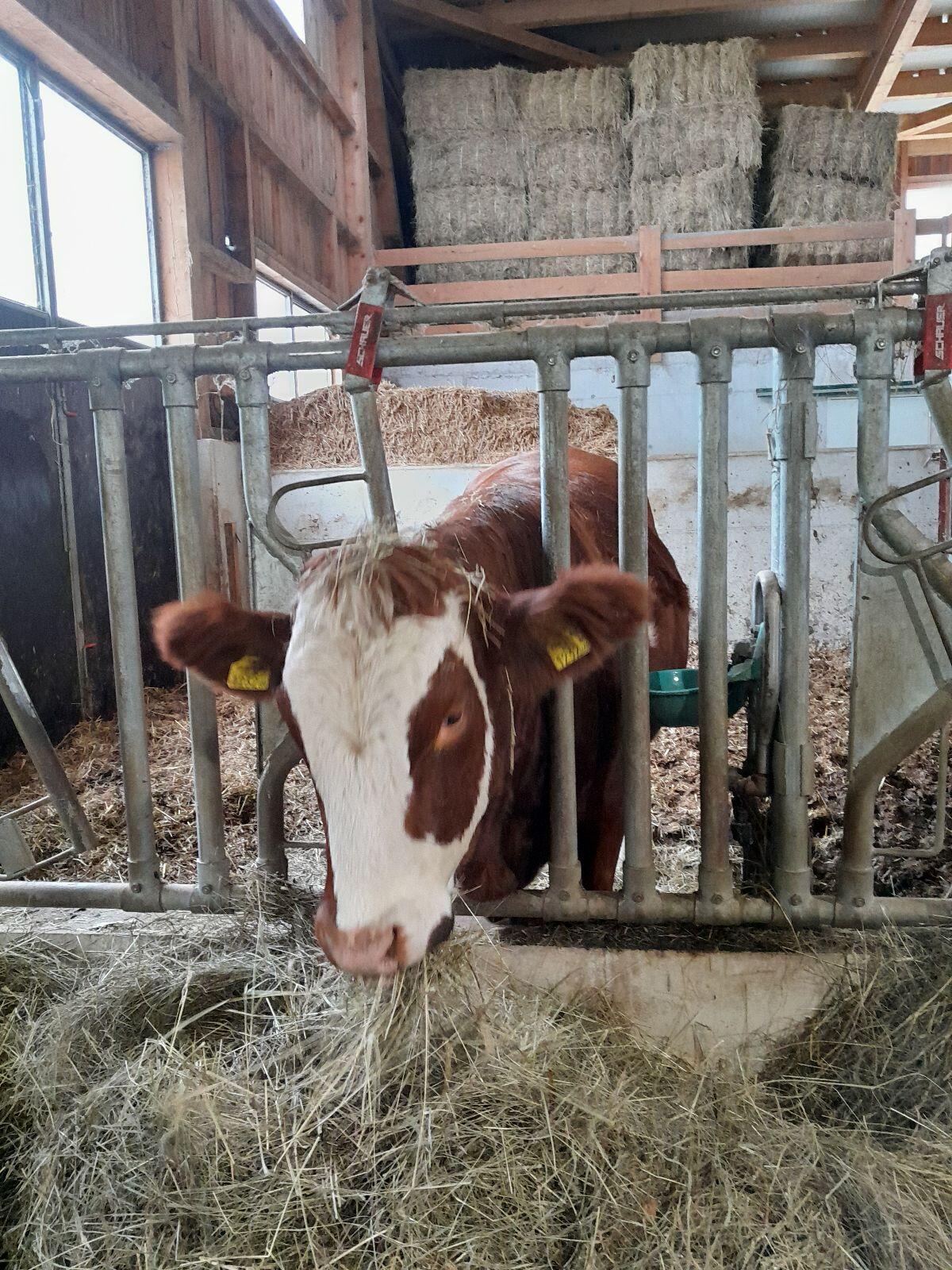 Kalbin BIO trächtig 1