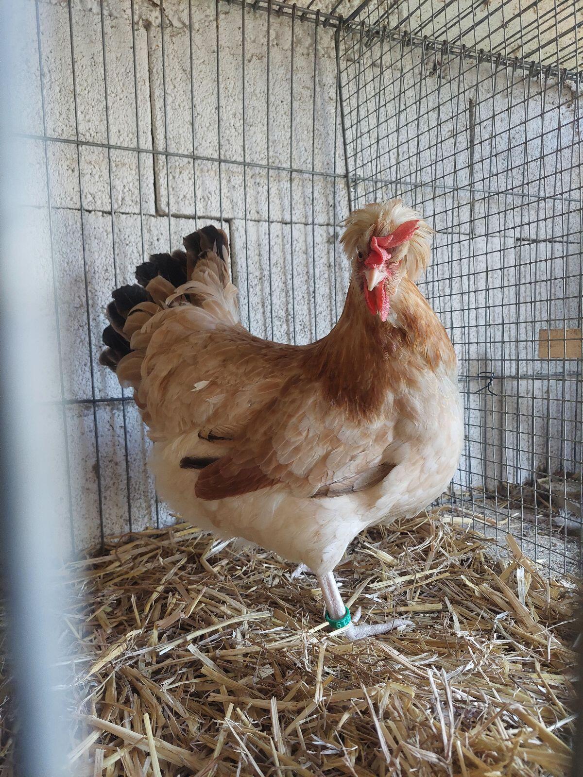 Sulmtaler, Am. Leghorn, La Fleće, Altsteirer, Bantam 2