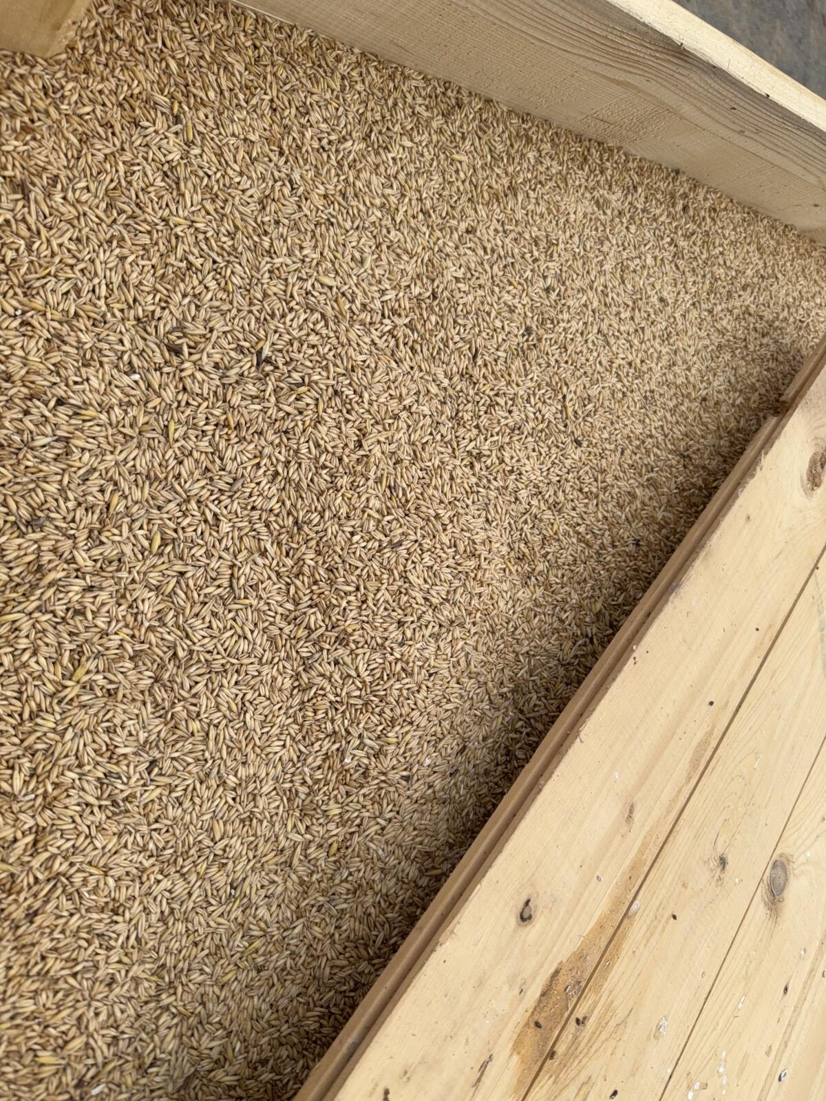 Bio-Wintergerste, Winterhafer, Winterweizen 3