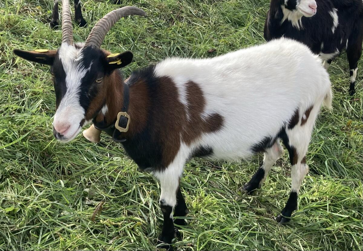 Trächtige HB Tauernschecken Ziegen 3