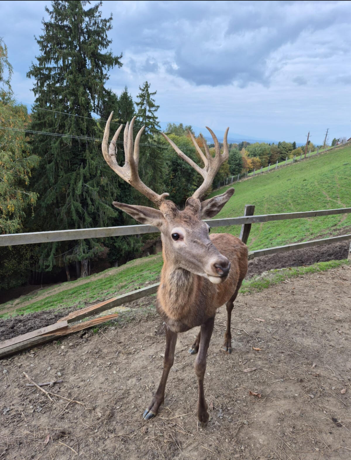 Gut veranlagter Rotwildspießer 2