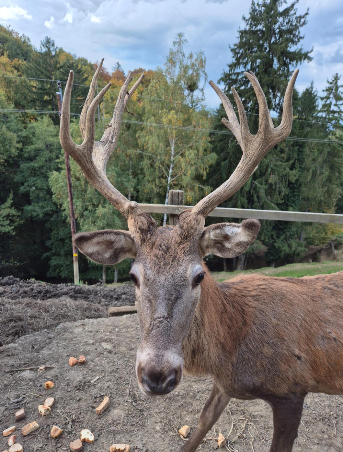 Gut veranlagter Rotwildspießer 3