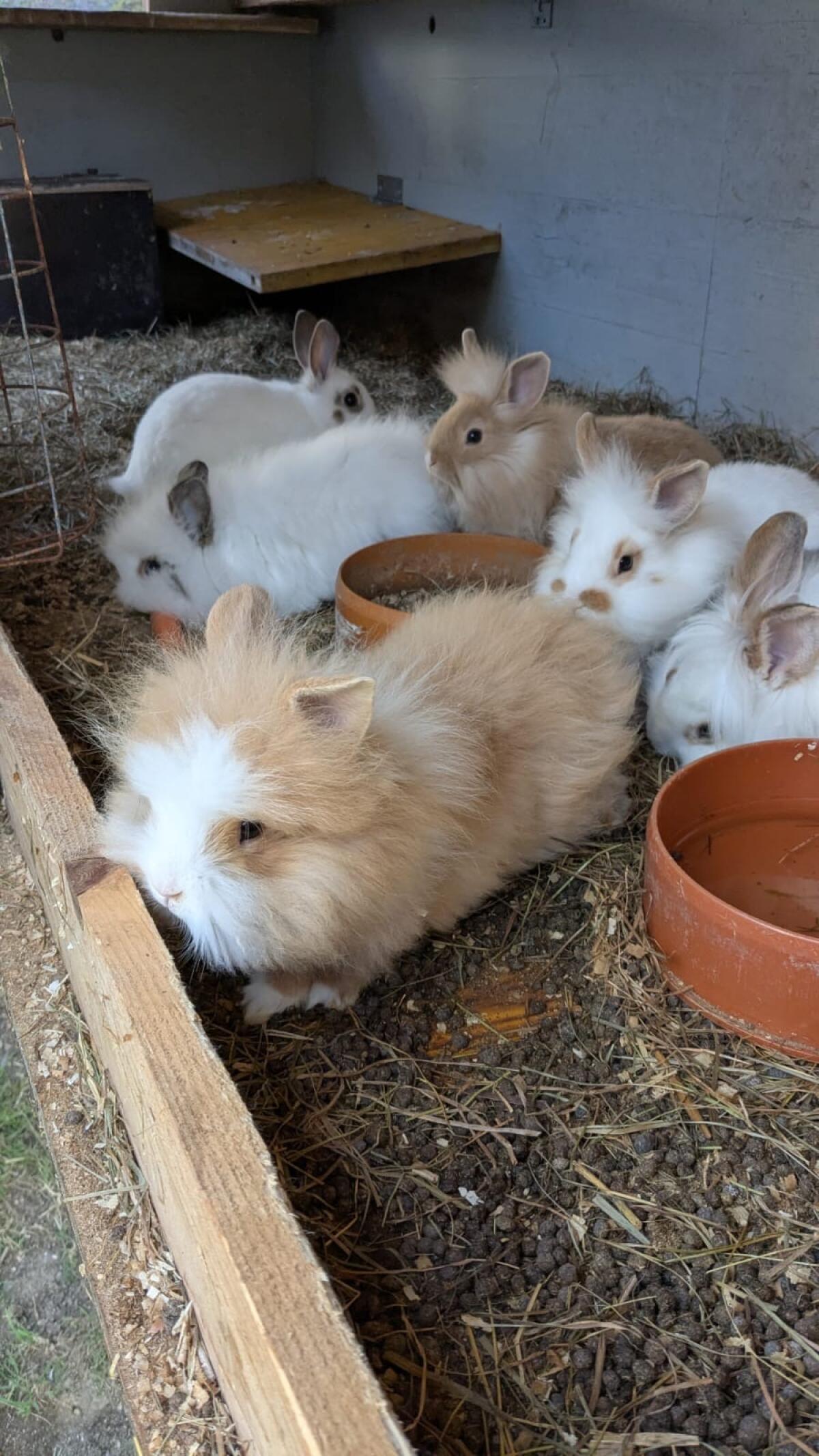 Junge Zwergkaninchen und Meerschweinchen 2