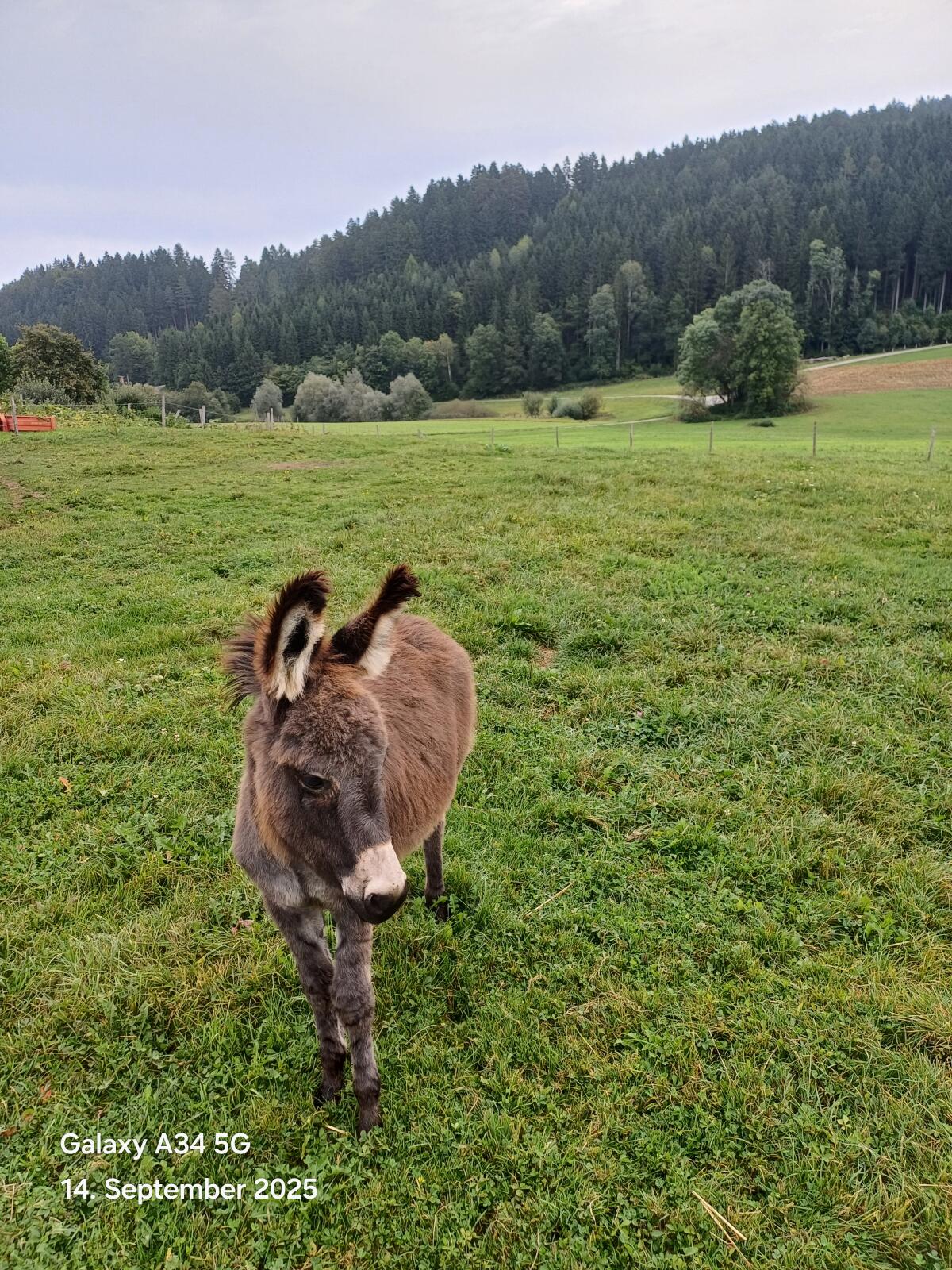 Eselhengstfohlen Eddy 2