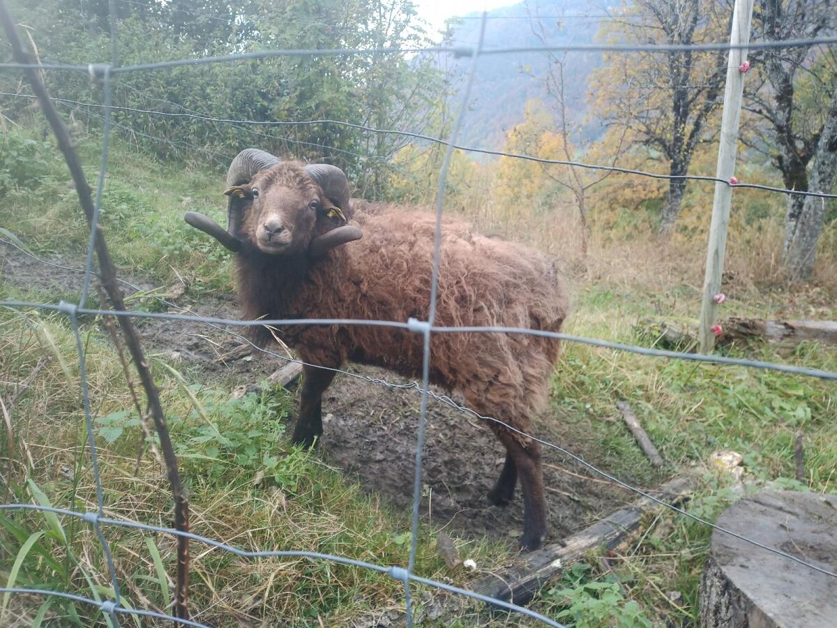 Quessant Bock 3