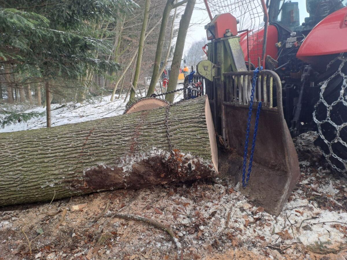 Holzschlägerung 3