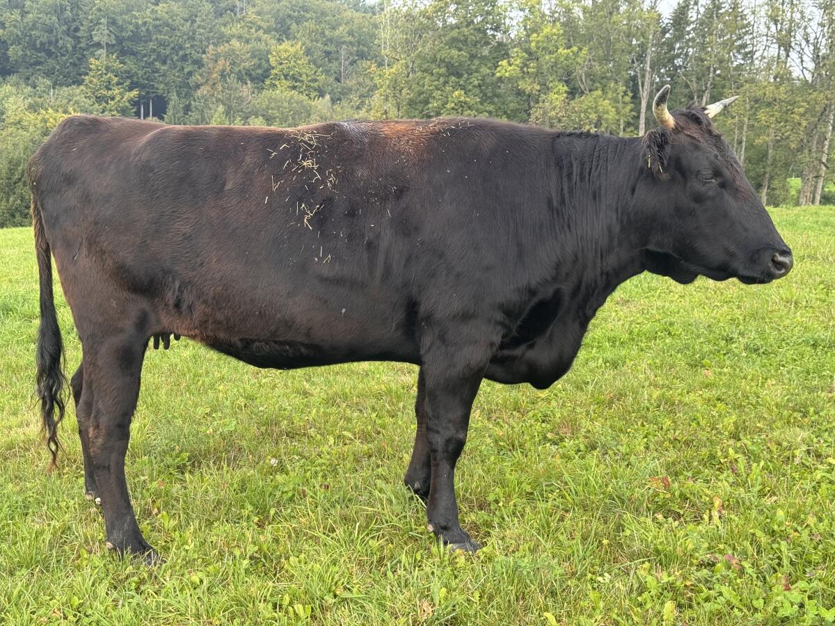 Bio Wagyu-Herde - 100% Wagyu - mit DNA-Zertifikat 2