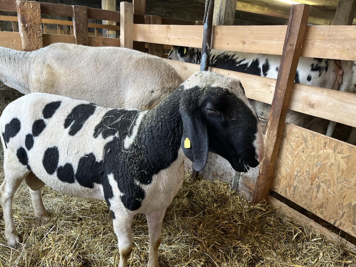Schaf zum Verkauf 1