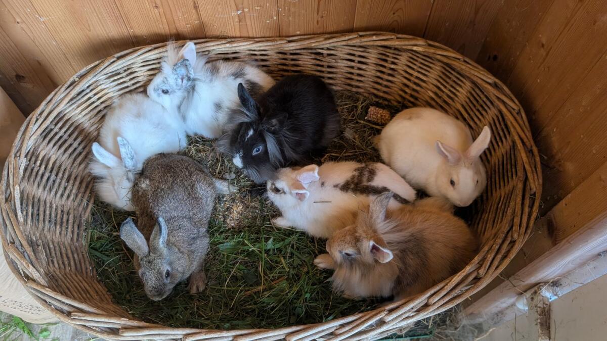 Junge Zwergkaninchen in allen Farben 2